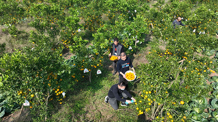 1東興區(qū)永興鎮(zhèn)蓮花村生態(tài)柑橘進(jìn)入豐收季（無(wú)人機(jī)照片）.jpg