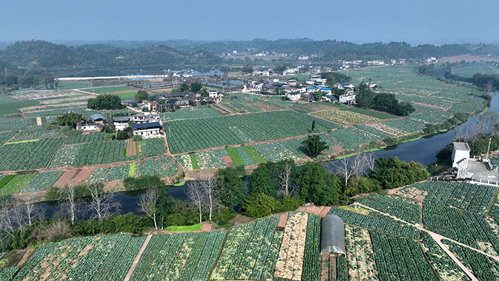 1旱地壩村千畝蔬菜基地蓮花白大量成熟待售（無人機(jī)照片）.jpg