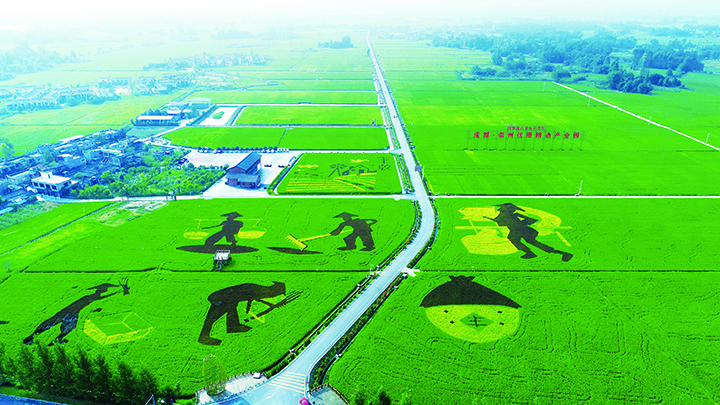 優(yōu)質糧油基地  崇州市委宣傳部供圖.jpg