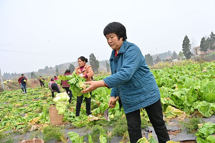 3)菜農(nóng)正在采收訂單榨菜.jpg