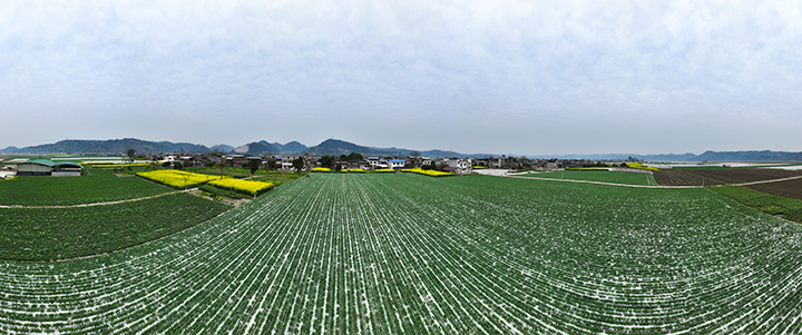 1大英縣回馬鎮(zhèn)蔬菜基地  張昌明 攝.jpg