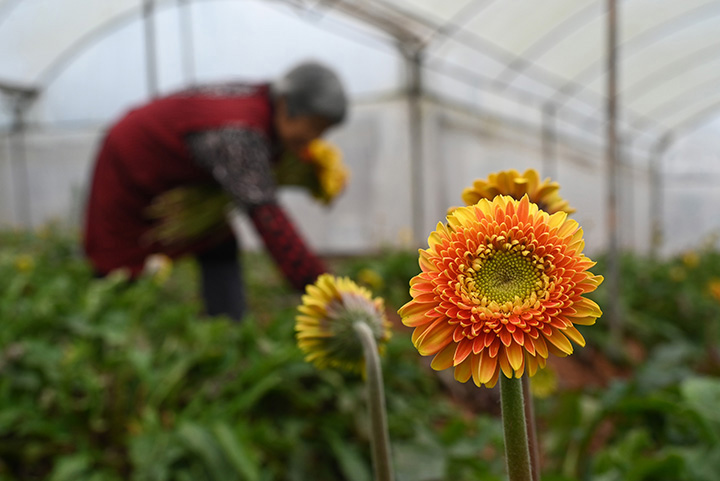 2在四川省內(nèi)江市東興區(qū)田家鎮(zhèn)正子村，農(nóng)民忙著采摘非洲菊.jpg