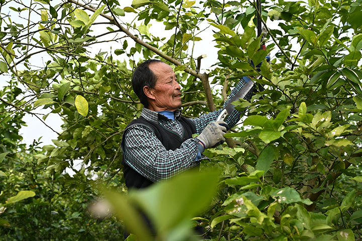 2當(dāng)?shù)卮迕裨跈幟驶匦拗?jpg