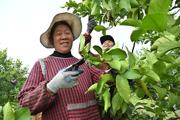 3當(dāng)?shù)卮迕裨跈幟驶厥吖?jpg