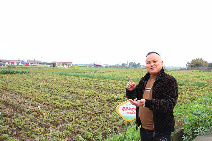 1677559598443998.jpg 1 什邡市鑫和川芎種植專業(yè)合作社副理事長曹安介紹川芎種植情況.JPG