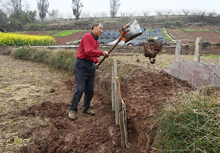 圖1  3月4日，內(nèi)江市東興區(qū)椑木鎮(zhèn)紅林村，當(dāng)?shù)卮迕裾谡无r(nóng)田田埂.jpg