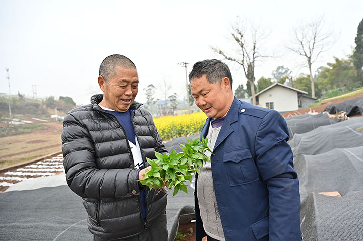 圖2 3月4日，內(nèi)江市東興區(qū)椑木鎮(zhèn)紅林村，當(dāng)?shù)卮迕裾诠茏o(hù)海椒苗圃 .jpg