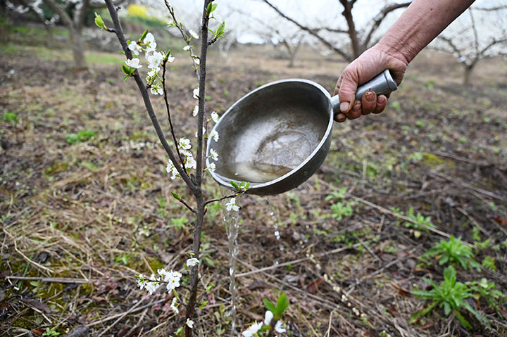 圖4  3月4日，內(nèi)江市東興區(qū)椑木鎮(zhèn)紅林村，當(dāng)?shù)卮迕裾诠茏o(hù)李子園.jpg