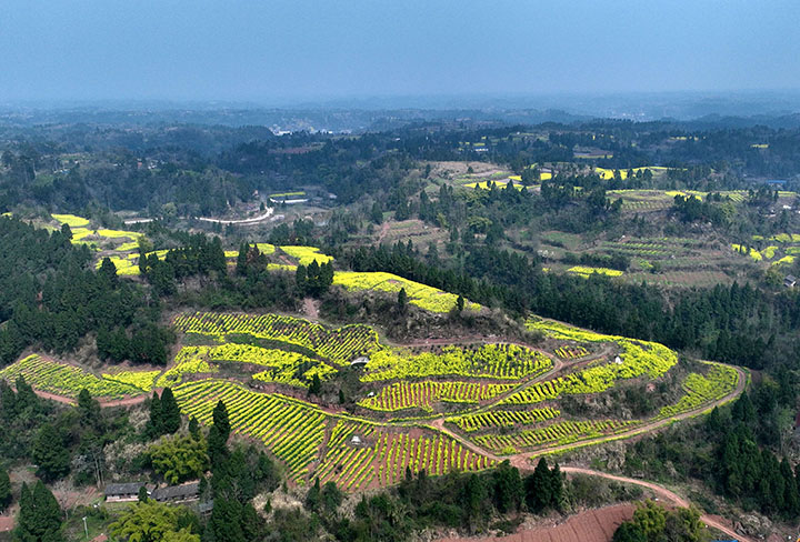 圖1  3月8日，四川省內(nèi)江市東興區(qū)永福鎮(zhèn)盤陀村，空中俯瞰千畝油菜花基地，唯美的鄉(xiāng)村畫卷（無人機照片）.jpg