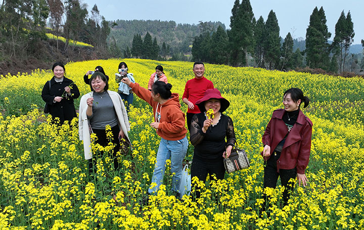 圖3  2023年3月8日，四川省內(nèi)江市東興區(qū)永福鎮(zhèn)盤陀村，微風(fēng)輕拂下，花田間掀起層層金色波浪，讓人流連忘返。（無人機照片）.jpg