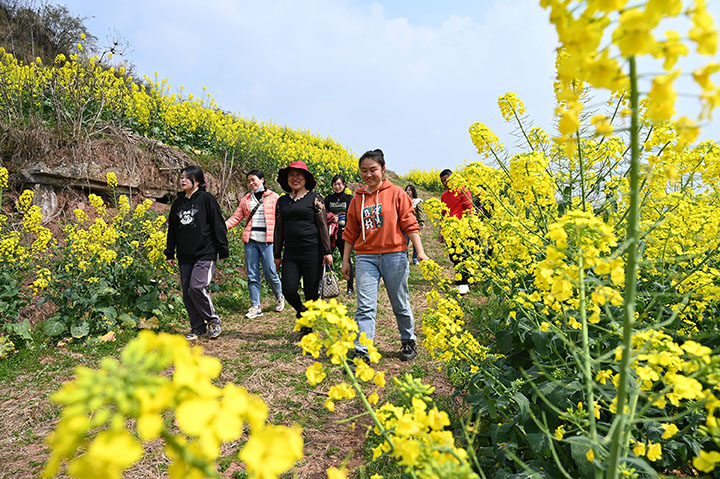 圖4  3月8日，四川省內(nèi)江市東興區(qū)永福鎮(zhèn)盤陀村，藍(lán)天與白云相伴，黃花與陽光共舞，春田遍野泛金光，隴上游人穿梭忙.jpg