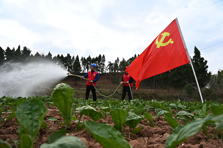 圖1 3月14日，內(nèi)江市東興區(qū)高梁鎮(zhèn)方家溝村，電力志愿者在該村車前子種植基地幫助村民抗旱保苗 .jpg