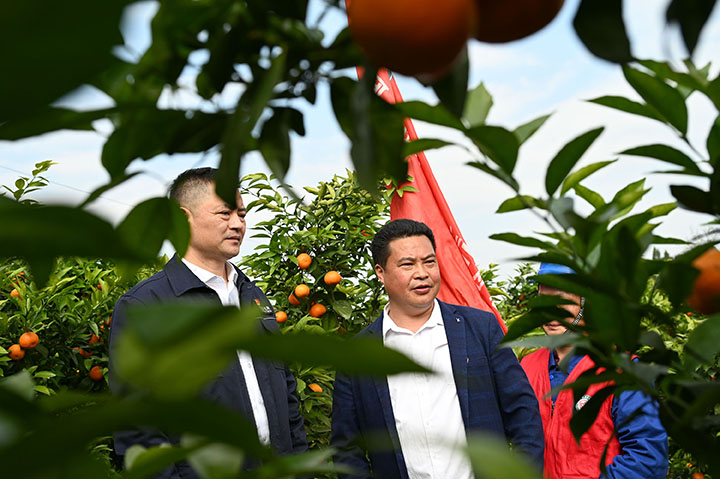 圖4  3月14日，內(nèi)江市東興區(qū)高梁鎮(zhèn)方家溝村，電力志愿者在柑橘園了解生產(chǎn)情況和當(dāng)前旱情.jpg