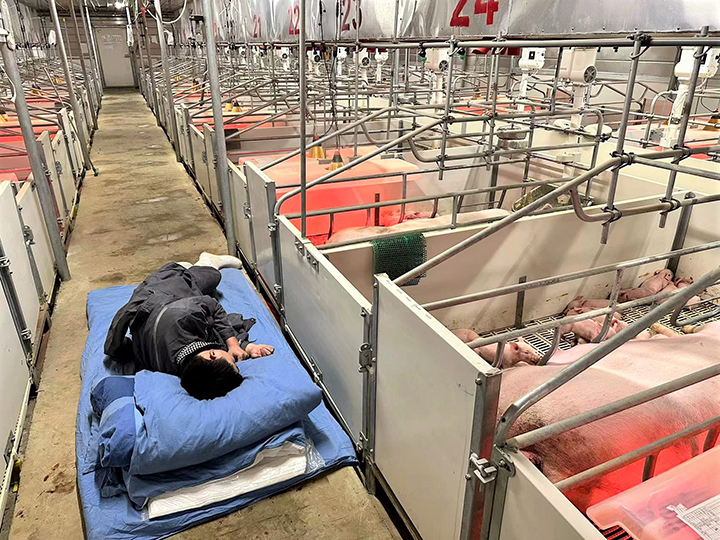 1679992183217241.jpg 飼養(yǎng)員24小時悉心照料哺乳段的仔豬 王博揚(yáng)攝.jpg