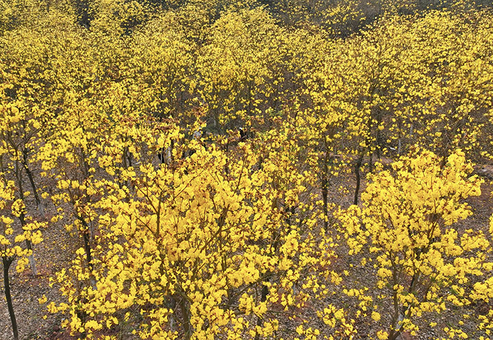 圖1 4月2日，四川省內(nèi)江市東興區(qū)郭北鎮(zhèn)南岸社區(qū)，游客在黃花風(fēng)林木樹(shù)林中浪漫打卡游玩（無(wú)人機(jī)照片）.jpg