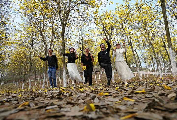 圖2  游客在黃花風(fēng)林木中開(kāi)心玩耍.jpg