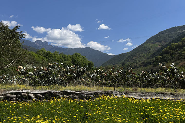 1680576694837211.jpg 4村子里的枇杷結(jié)果了.jpg