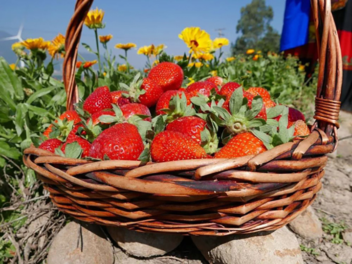 1680576697939867.jpg 5草莓采摘.jpg