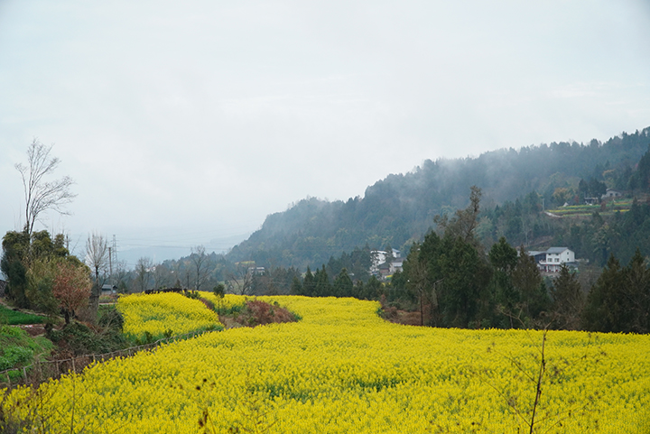 巴山美村 羅梓毓攝.JPG