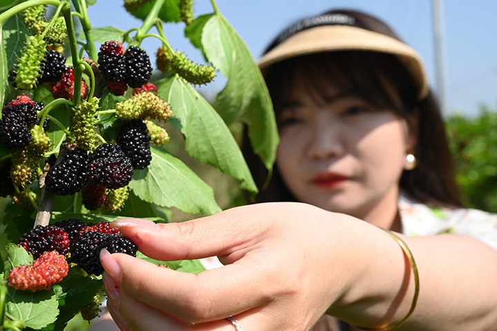 2)2023年4月11日，在內(nèi)江市東興區(qū)雙橋鎮(zhèn)雙流村，人們正在采摘桑葚。 (4).jpg