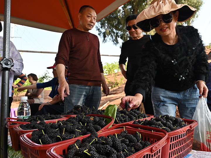 5)2023年4月11日，在內(nèi)江市東興區(qū)雙橋鎮(zhèn)雙流村，游客正在選購桑葚。.jpg