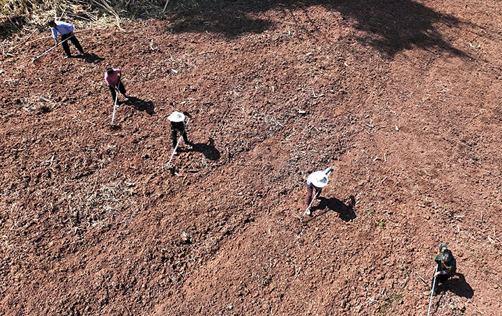 1681377556514336.jpg 1當(dāng)?shù)卮迕裨谇М€紫蘇糧藥蔬復(fù)合種植基地播種紫蘇(無人機(jī)照片).jpg