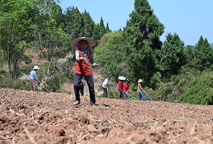 1681377575502109.jpg 2當(dāng)?shù)卮迕裨谇М€紫蘇糧藥蔬復(fù)合種植基地播種紫蘇.jpg