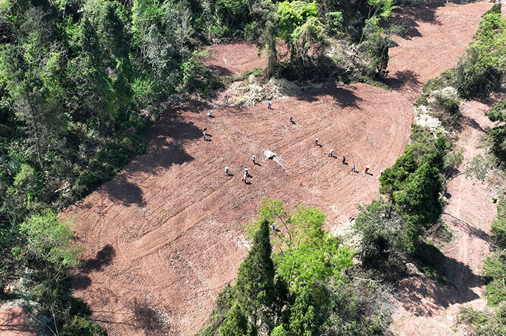 1681377589588211.jpg 3當(dāng)?shù)卮迕裨谇М€紫蘇糧藥蔬復(fù)合種植基地播種紫蘇.jpg