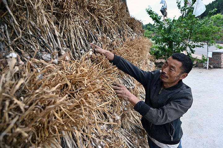 2蒜農(nóng)正在晾曬紫皮大蒜.jpg