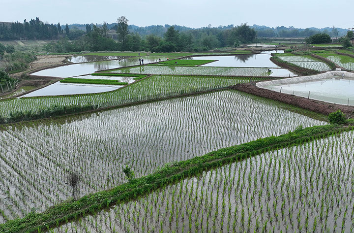 圖1 4月26日，內(nèi)江市東興區(qū)石子鎮(zhèn)新屋村，農(nóng)民搶抓時(shí)節(jié)栽插秧苗，田間披上了綠裝（無人機(jī)照片）。.jpg