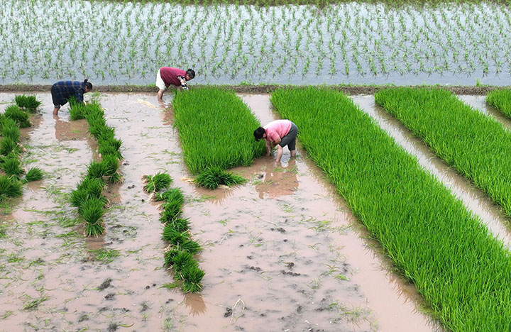 圖2  4月26日，內(nèi)江市東興區(qū)石子鎮(zhèn)新屋村，農(nóng)民正在起苗（無人機(jī)照片）。.jpg