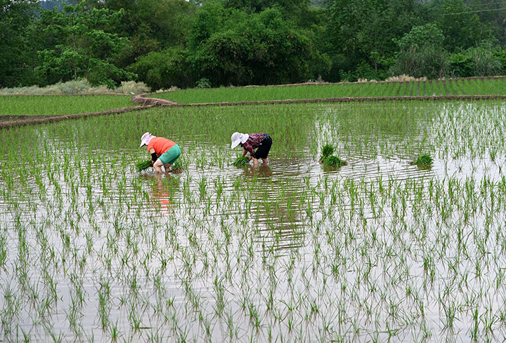 圖4 4月26日，內(nèi)江市東興區(qū)石子鎮(zhèn)新屋村，農(nóng)民搶抓時(shí)節(jié)栽插秧苗，田間披上了綠裝。.jpg