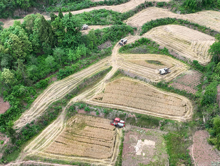 圖2 5月4日，內(nèi)江市東興區(qū)石子鎮(zhèn)龍安村，專合社組織收割機(jī)開(kāi)鐮收割小麥（無(wú)人機(jī)照片）。.jpg