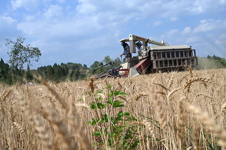 圖3 5月4日，內(nèi)江市東興區(qū)石子鎮(zhèn)龍安村，專合社組織收割機(jī)開(kāi)鐮收割小麥。.jpg