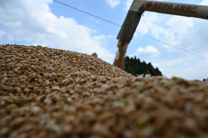 圖4 5月4日，內(nèi)江市東興區(qū)石子鎮(zhèn)龍安村，專合社正在組織卸載小麥裝車。.jpg