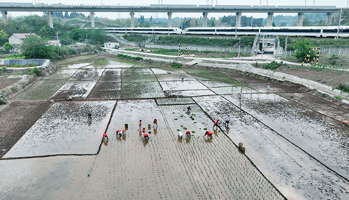 圖1 5月4日，內(nèi)江市東興區(qū)東興街道陡坎社區(qū)，志愿者幫助勞弱戶搶栽秧苗（無人機(jī)照片）。.jpg