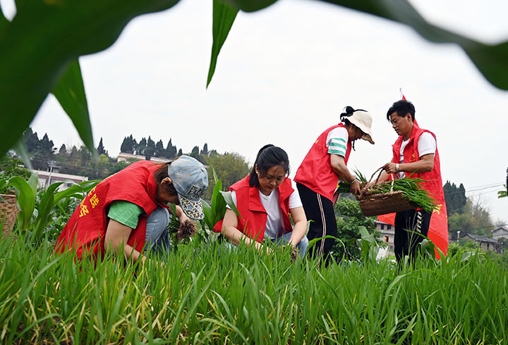 圖2 5月4日，內(nèi)江市東興區(qū)東興街道陡坎社區(qū)，志愿者在旱育秧苗床起苗。.jpg