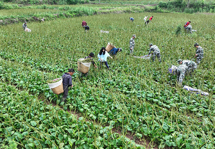 圖2  5月9日，內(nèi)江市東興區(qū)高梁鎮(zhèn)方家溝村，黨員、干部、民兵、志愿者正在采收車(chē)前子（無(wú)人機(jī)照片）。.jpg