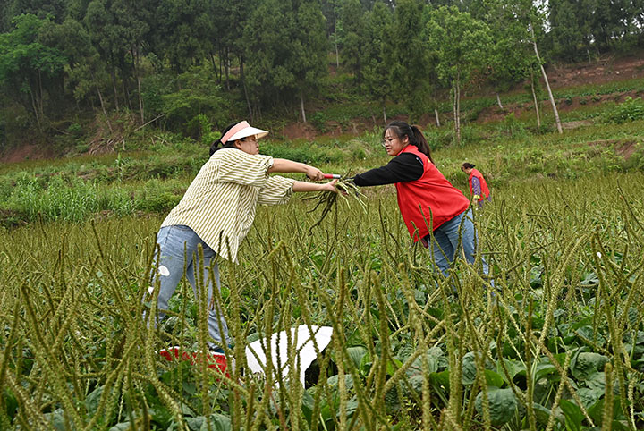 圖3  5月9日，內(nèi)江市東興區(qū)高梁鎮(zhèn)方家溝村，黨員、干部、民兵、志愿者正在采收車(chē)前子。.jpg