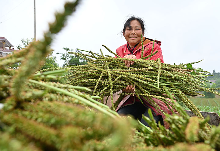 圖4  5月9日，內(nèi)江市東興區(qū)高梁鎮(zhèn)方家溝村，黨員、干部、民兵、志愿者正在裝車(chē)碼放車(chē)前子。.jpg