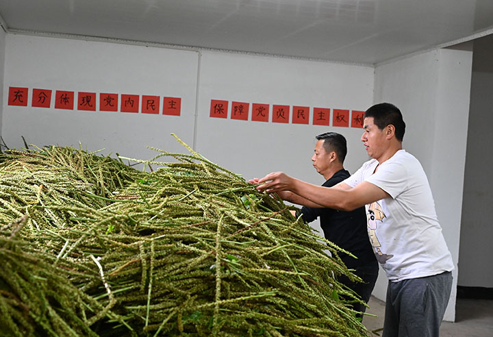 圖5  5月9日，內(nèi)江市東興區(qū)高梁鎮(zhèn)方家溝村，黨員、干部、民兵、志愿者正在將收獲的車(chē)前子入庫(kù)堆放。.jpg