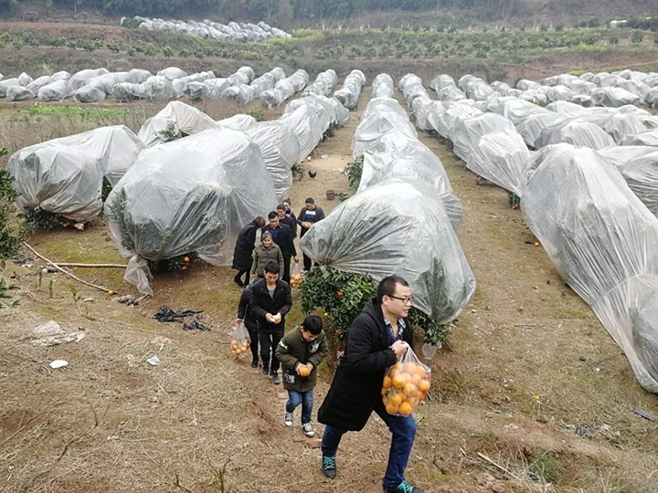 1683796418251233.png 4基地采摘游客絡(luò)繹不絕.png