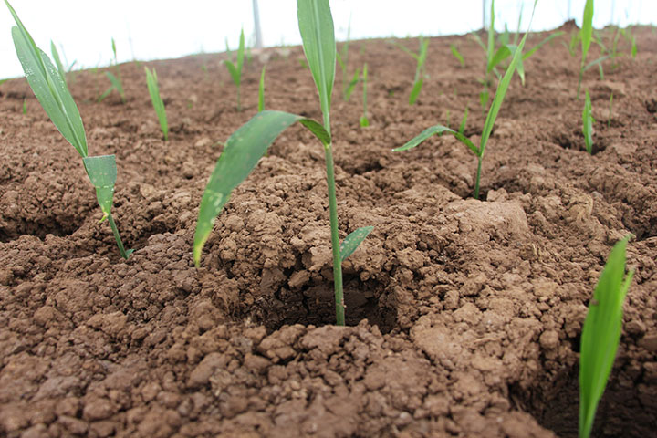 圖1 永福生姜長勢喜人.JPG