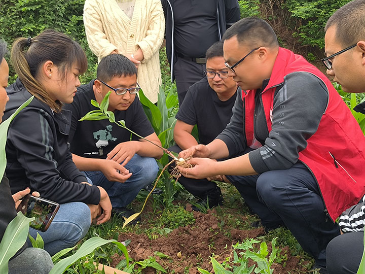 圖2 重慶文理學(xué)院專家深入田間地頭查看種植情況，現(xiàn)場指導(dǎo)技術(shù).jpg