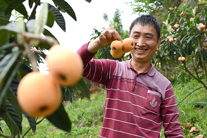 圖1  5月11日，內(nèi)江市東興區(qū)石子鎮(zhèn)桂溪社區(qū)，生態(tài)枇杷豐收，果農(nóng)笑口常開。.jpg