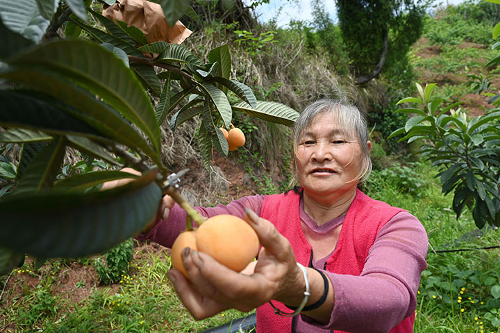 圖2  5月11日，內(nèi)江市東興區(qū)石子鎮(zhèn)桂溪社區(qū)，果農(nóng)正在采摘生態(tài)枇杷。.jpg