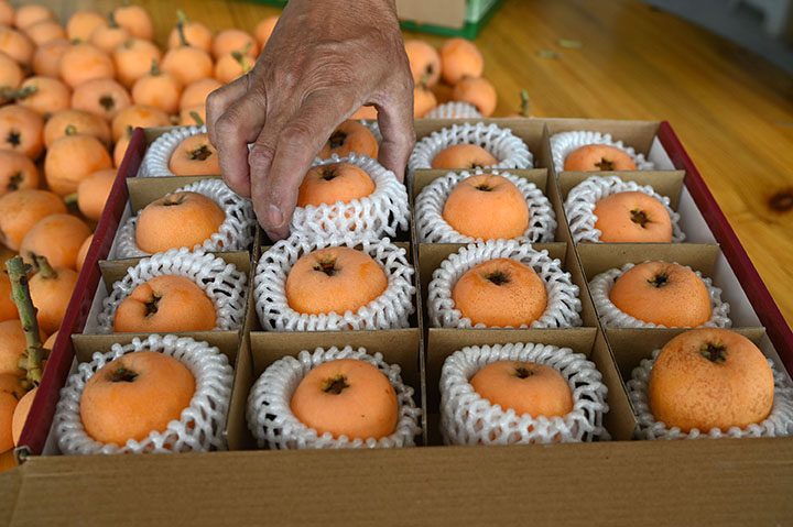 圖5 5月11日，內(nèi)江市東興區(qū)石子鎮(zhèn)桂溪社區(qū)，果農(nóng)正在分揀包裝生態(tài)枇杷。.jpg