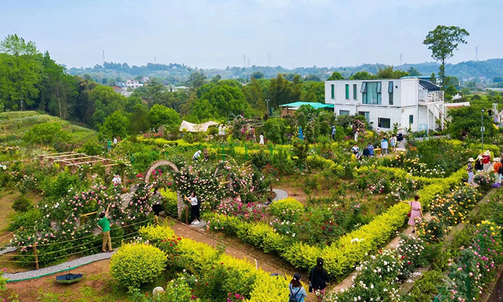 1684421279529077.jpg 1游客在聚興家庭農(nóng)場(chǎng)游玩.jpg