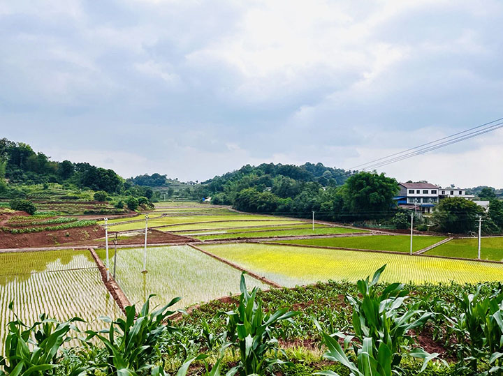 1684421468285366.jpg 2春耕備耕生機盎然.jpg