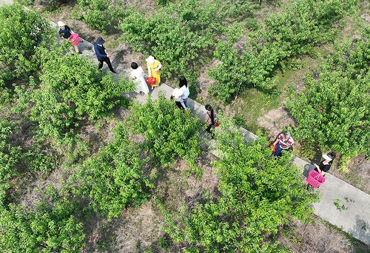 圖1  5月16日，四川省內(nèi)江市東興區(qū)郭北鎮(zhèn)亢家村，黨員、干部和志愿者忙著采摘成熟的夏滿蜜桃，滿足網(wǎng)購訂單需要（無人機照片）.jpg